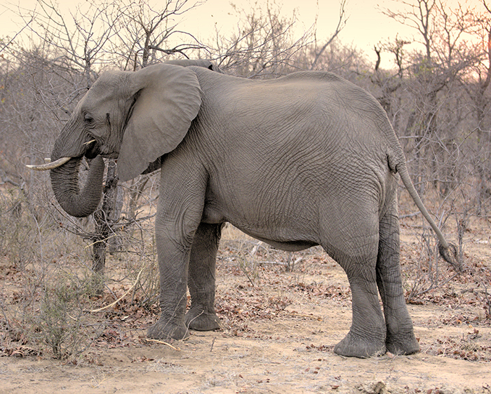 Male elephant eating